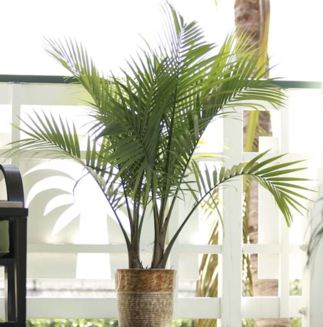 Lowe's Majesty Palm House plant in 1.94 Gallon(s) Pot 1 -Pack